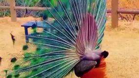 جالب ها