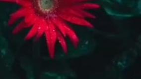 فیلم جدیدشادمحلی عنوان هرگزنمی توانیم