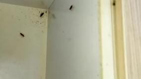 سمپاشی موریانه در منزل