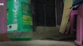 کبرا در مقابل وزغ!