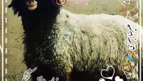 کلیپ جدیدشادبختیاری خواننده علیرضاجعفری