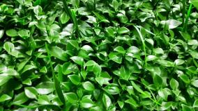 قیمت مقرون به صرفه ی گرین وال آریاپود مدل پرتقالی