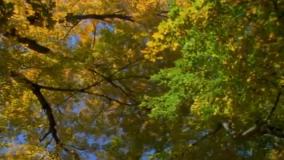 طبیعت و موسیقی آرامبخش