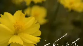 کلیپ جدید غمگین احساسی عنوان گلی جان