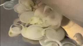 دستگاه اسلایسر پیاز