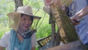 چگونه فناوری جدید زنبورداران «می یون» پکن را ثروتمند کرد؟