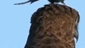 رفتی  نشستی رو سرعقاب که چی؟؟؟!!!!!