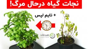 احیای گیاه درحال مرگ! بهترین کود با خاصیت تحریک رشد مجدد