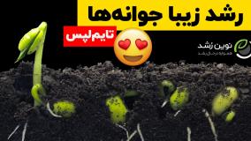 ویدیو آرامش بخش از رشد بذرها | چه کودی برای گل و گیاهان مناسب است؟