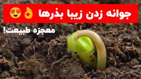 جوانه زنی بذرها | تایم لپس زیبا