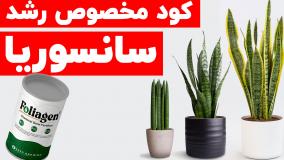 کود مخصوص رشد و تقویت سانسوریا | خرید بهترین کود سانسوریا