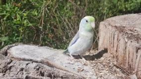 مستند طوطی خوشگل و زیبای سخنگو در جنگل