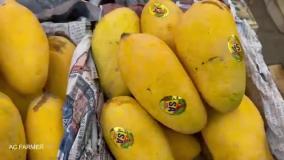 برداشت میوه انبه خوشمزه از باغات انبه در پاکستان