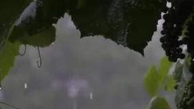 تصنیف چشمه می، خواننده و آهنگساز رضاکاکولوند، مولانا