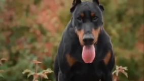 سگ دوبرمن در مجموعه آمازون