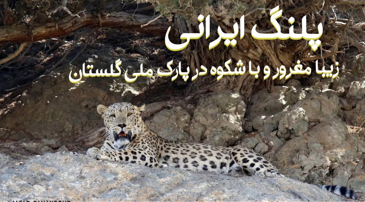 پلنگ ایرانی مغرور ، زیبا ، تنها ، با ابهت و صاحب قلمرو