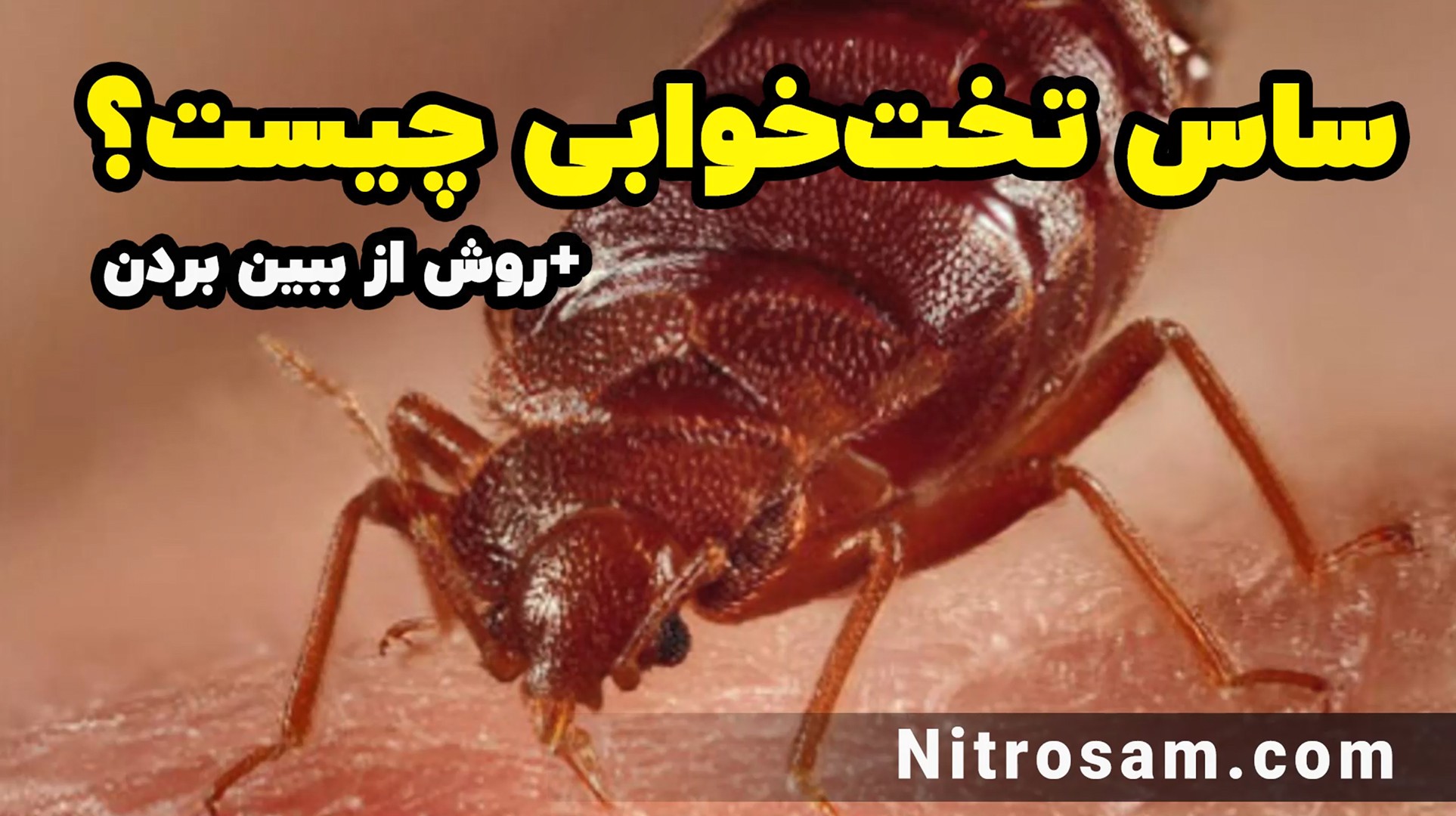 خرید سم ساس - سم ساس قوی