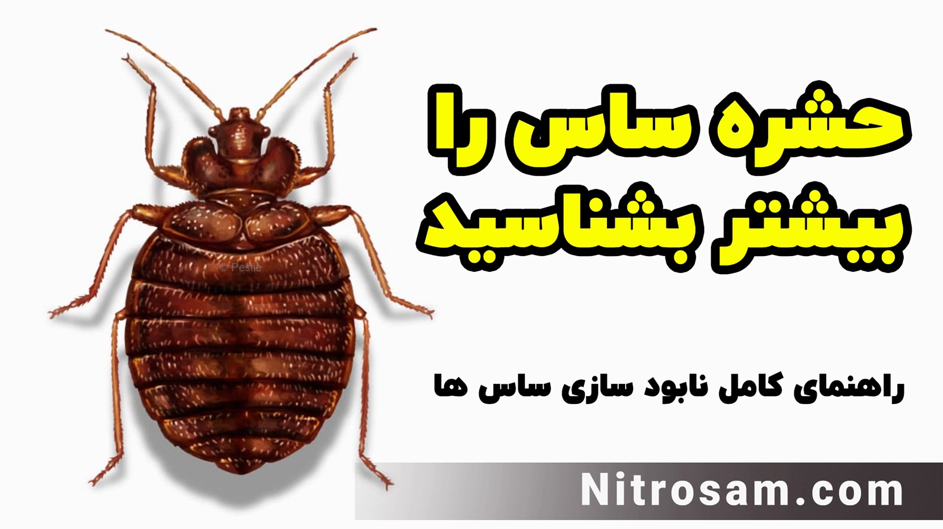 فروشگاه حشره کش ساس در تهران - سم تضمینی ساس