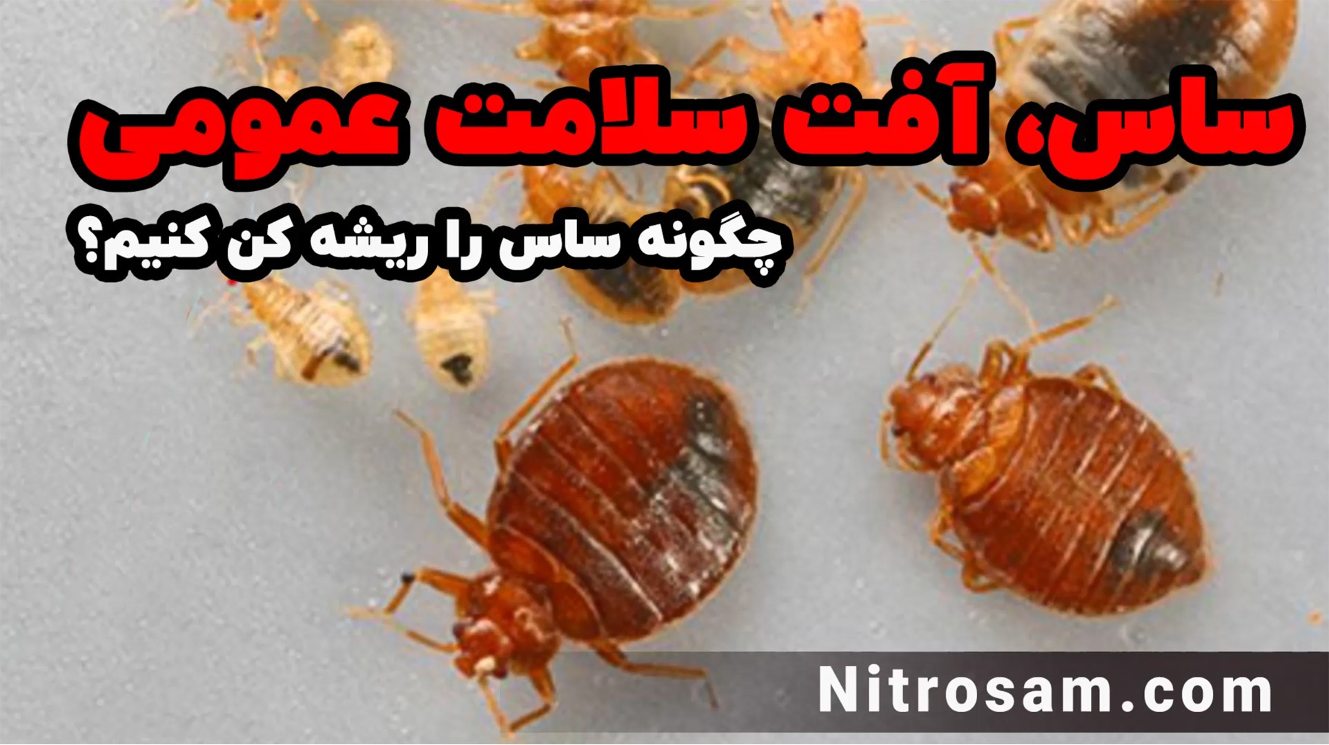 سم نابودی تخم ساس - بهترین سم ساس کش
