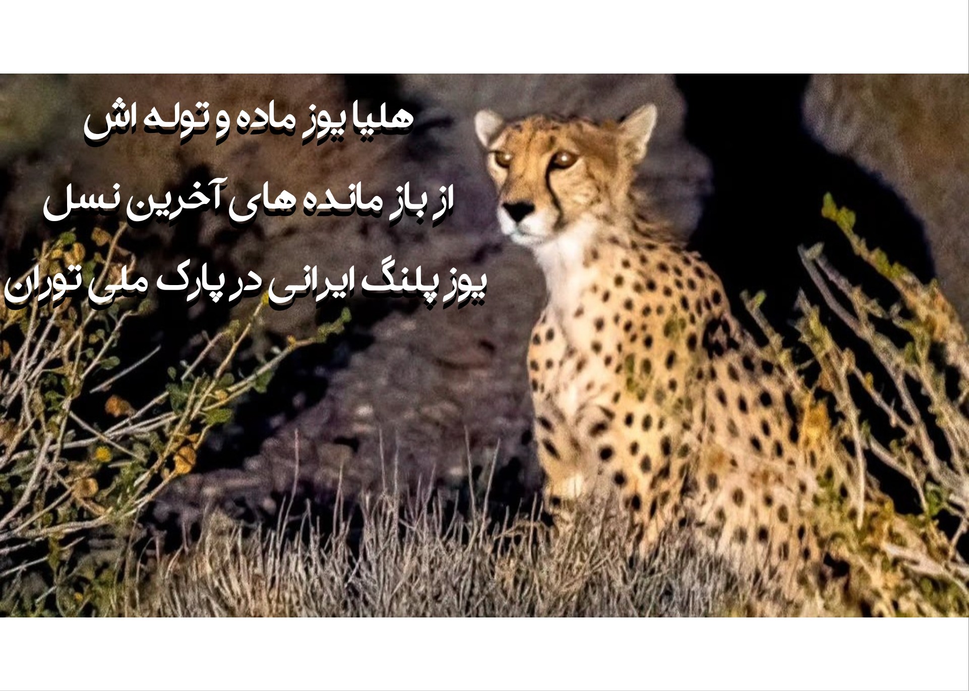 هلیا یوز ماده و توله اش
