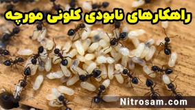 خرید سم مورچه - سم مورچه قوی