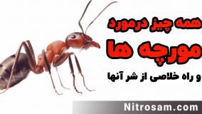 سم نابودی لانه مورچه - بهترین سم مورچه کش
