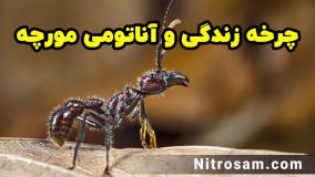 فروشگاه حشره کش مورچه در تهران - سم تضمینی مورچه