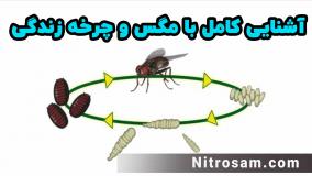 خرید سم مگس - سم مگس قوی