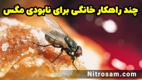 سم نابودی تخم مگس - بهترین سم مگس کش
