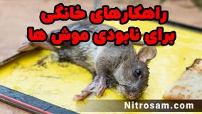 فروشگاه سم موش در تهران - سم تضمینی موش