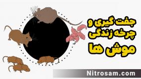 خرید سم موش - سم موش قوی