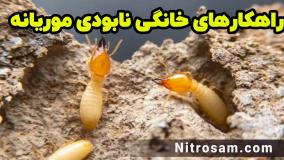 سم نابودی کلونی موریانه - بهترین سم موریانه کش