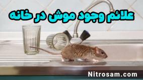 سم نابودی موش - بهترین سم موش کش