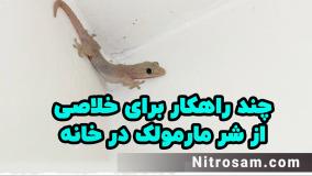 فروشگاه حشره کش مارمولک در تهران - سم تضمینی مارمولک خانگی