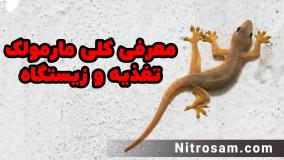 خرید سم مارمولک - سم مارمولک قوی