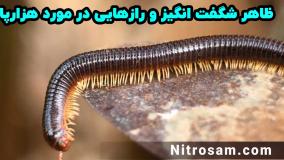 خرید سم هزارپا - سم هزارپا قوی