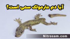 سم نابودی تخم مارمولک - بهترین سم مارمولک کش