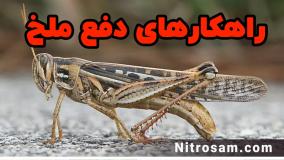 فروشگاه حشره کش ملخ در تهران - سم تضمینی ملخ