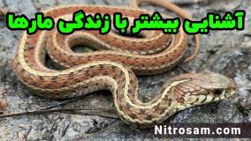 خرید سم دفع مار - سم مار کش قوی