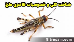 خرید سم ملخ - سم ملخ قوی