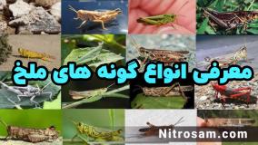 سم نابودی تخم ملخ - بهترین سم ملخ کش