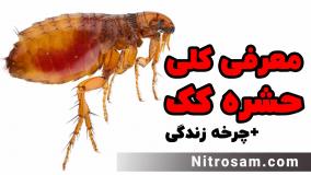 خرید سم کک - سم کک قوی