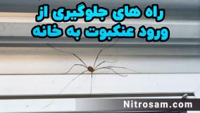سم نابودی عنکبوت خانگی - بهترین سم عنکبوت کش