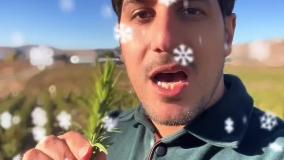 گیاهان دارویی مقاوم به سرما