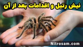 سم نابودی رتیل بزرگ - بهترین سم رتیل کش