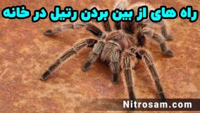 فروشگاه حشره کش رتیل در تهران - سم تضمینی رتیل