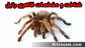 خرید سم رتیل کش - سم رتیل کش قوی