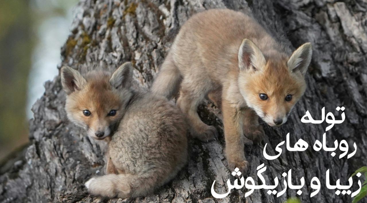 توله روباه های زیبا و بازیگوش