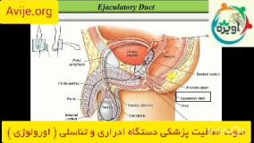 معافیت از رزم بیماری های دستگاه ادراری تناسلی