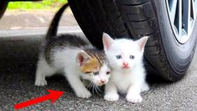 له کردن وسایل کیوت زیر چرخ ماشین